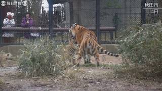 アムールトラの四つ子お披露目　湯船につかるカピバラも　秋田「雪の動物園」