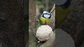 Discover the Magic of Nature: Bluetit and Nuthatch | Woodland Bird Photography
