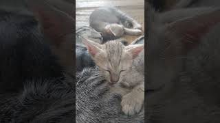 Mother Journey Shanti Moments