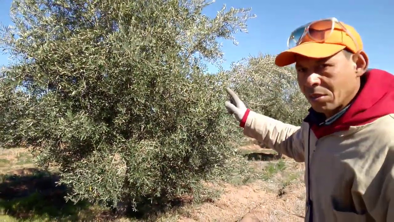 حداري من أخطاء التقليم لأشجار الزيتون مع إرشدات