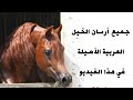 أرسان الخيل العربية الأصيلة 