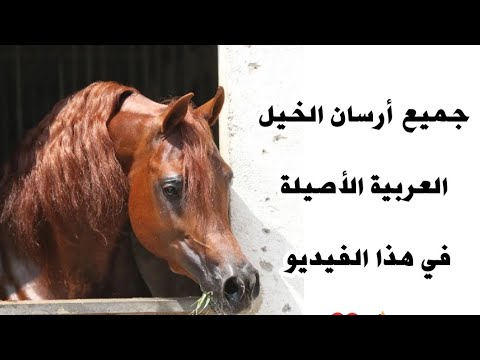 أرسان الخيل العربية الأصيلة