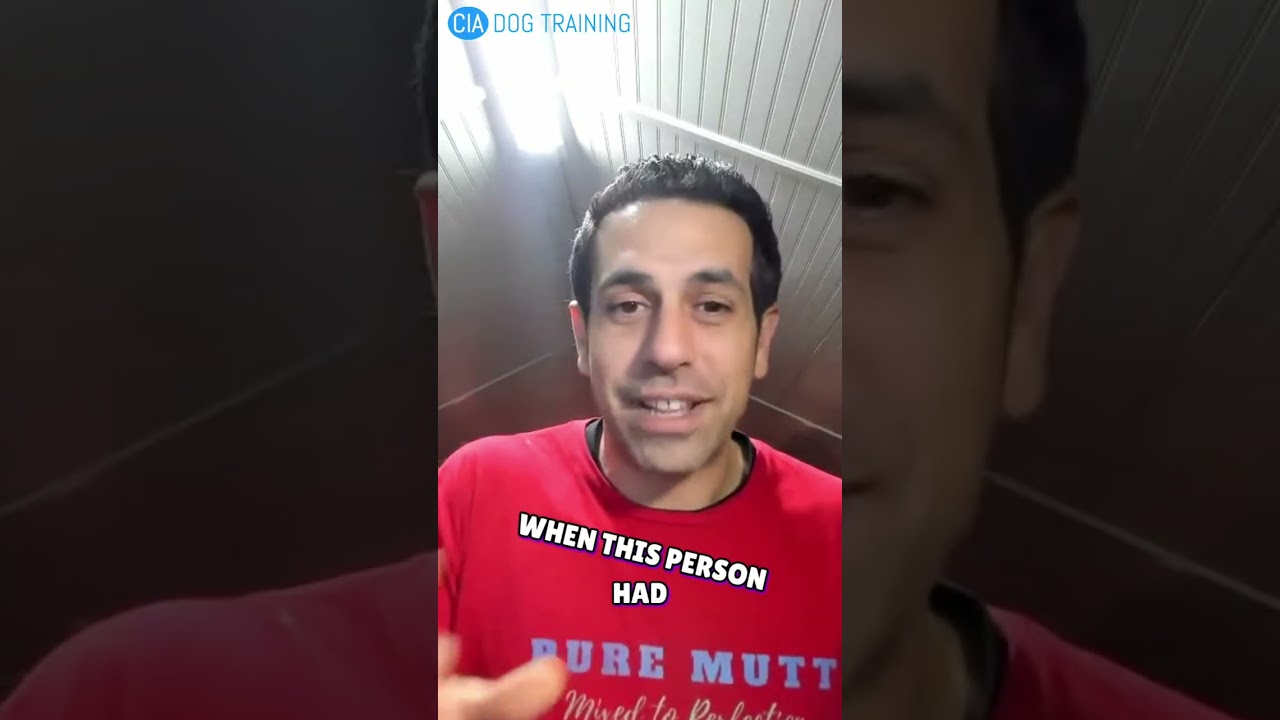 Dog Training: Quick Fixes for Kennel Problems 