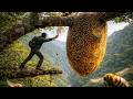 Climbing the Tallest Trees for Giant Honeycombs | Wild Honey Hunting