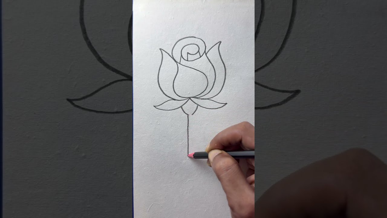 Simple And Beautiful Rose Drawing With S