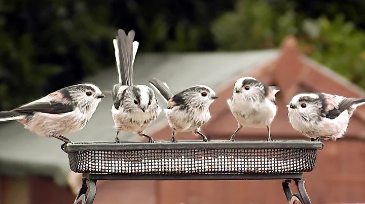 Long-tailed Tits in The Garden - Cutest Birds Ever - DayDayNews