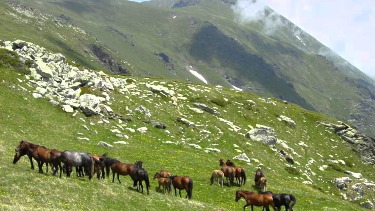 Gora Sar Planina