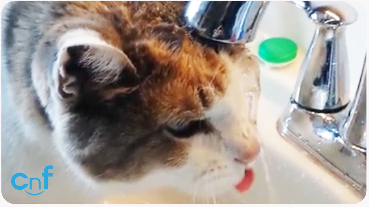 Broken Cat Doesn't Know How to Drink Water YouTube