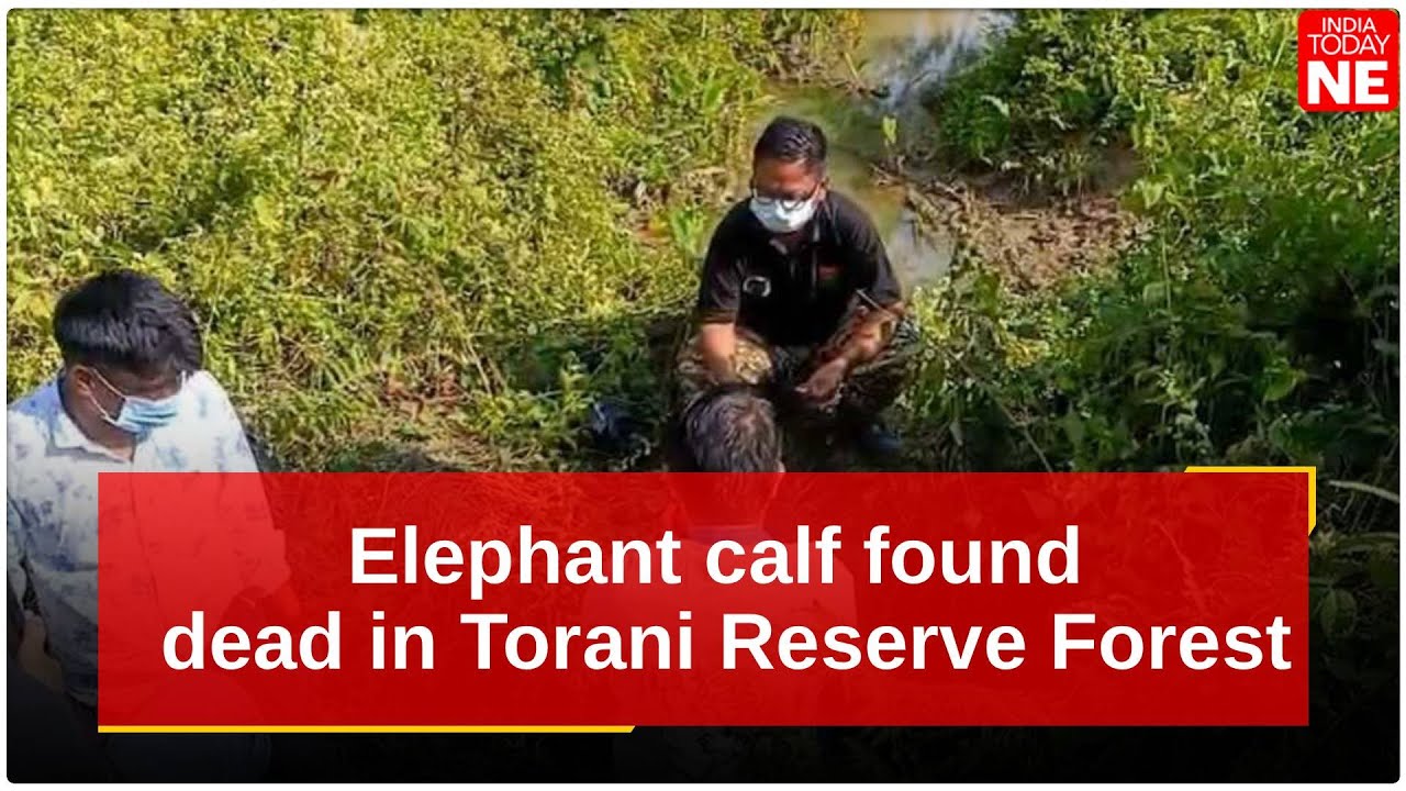 Ассам: в заповеднике Торани найден мертвый слоненок, предположительно, нападение тигра