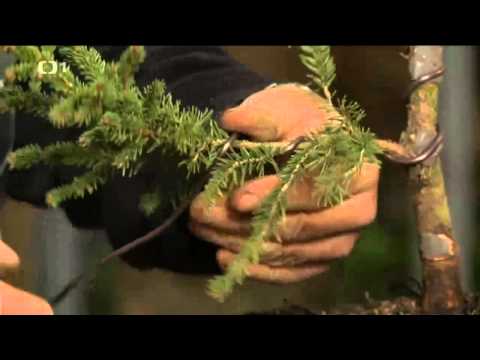 Video: Ako pestujete smreky?