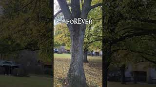 FOREVER