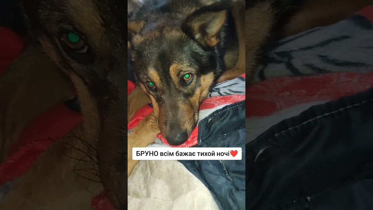 4441111055193803 на корм для безпритульних