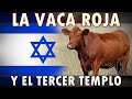 LA VACA ROJA Y EL TERCER TEMPLO