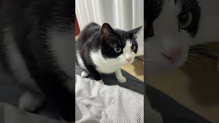 Clingy Cow Cat 😻 | Adorable Black &amp; White Cat Purring Nonstop #cat #pigfeed #cuteanimal #cute