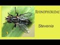 Rhinophoridae stevenia