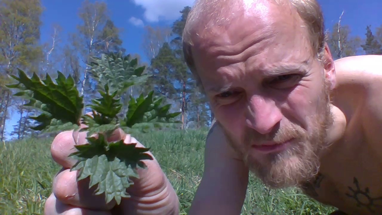 The silent revolution - Stinging nettle, brännässla, urtica dioica