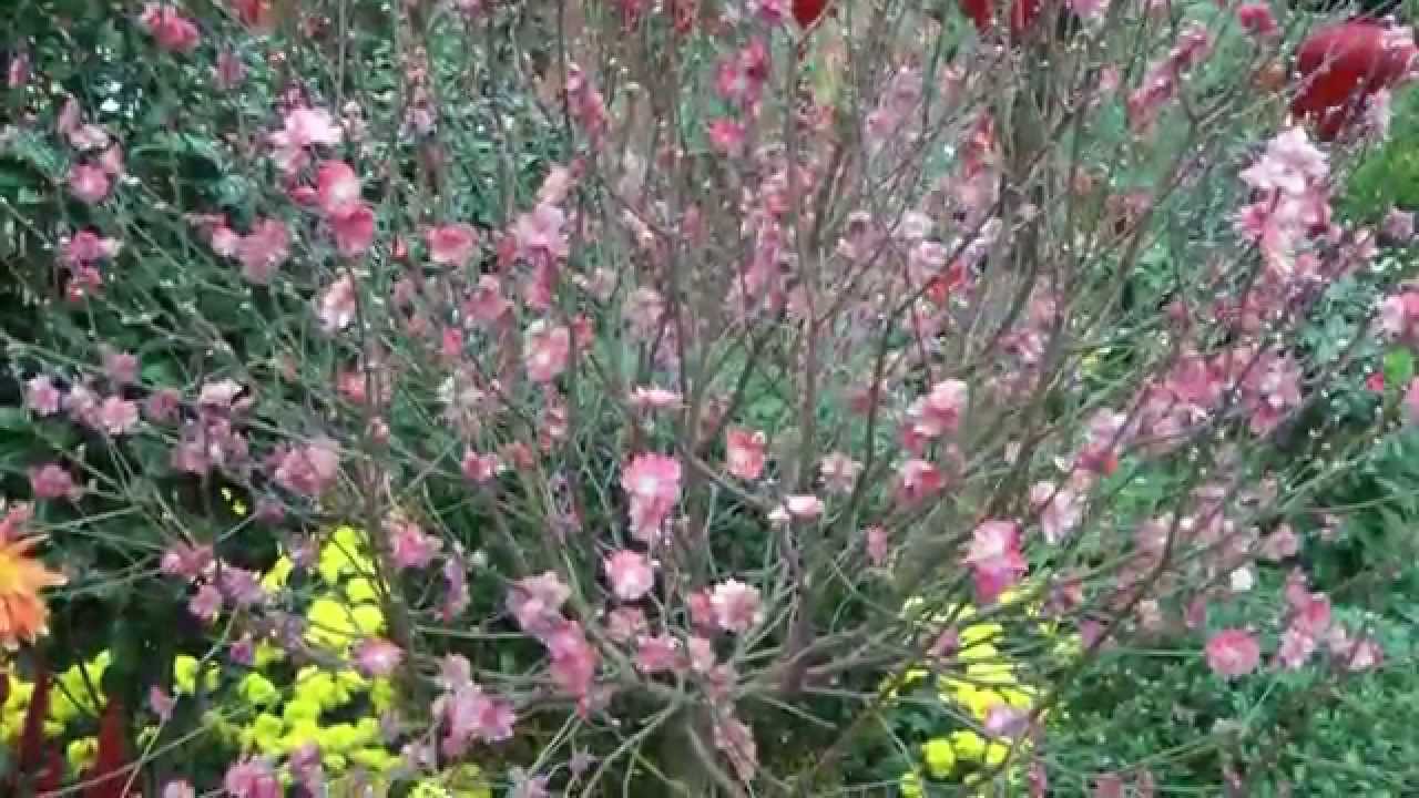 Cherry Blossoms in Singapore