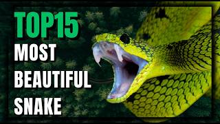 15 Snakes So Beautiful, It’s A Crime