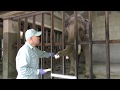 2018年6月12日 王子動物園のゾウ、マックのトレーニング
