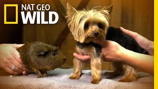smallest yorkie in the world
