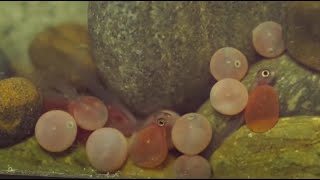 Meet Your Watershed: Mokelumne River Salmon Story