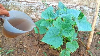 The Secret Weapon for Explosive Vegetable Growth in Just Hours and Repelling Pests