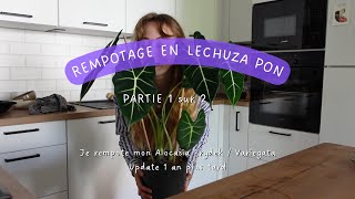 REMPOTAGE LECHUZA PON - ALOCASIA FRYDEK / VARIEGATA - Partie 1