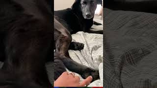 ticklish dog paws#dog#funny#funnyanimals#funnypets#animals #dogsofttiktok #pet #foryou