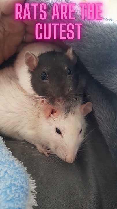 Why Rats Are The Best Pets Cuteness CuteRats cuddlypetrats PetLove why-rats-are-the-best-pets-cuteness-cuterats-cuddlypetrats-petlove