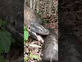 This wild pig cannot move anymore! #shorts #animals #trending