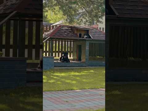 Собачья будка с ТЕПЛЫМ ПОЛОМ своими руками!