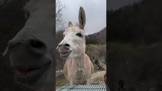 En Sonunda Limon Kabuğunu Çıkarmasına Ne Demeli 😂