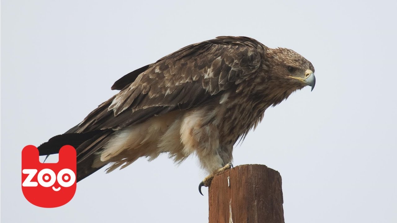 Wounded Eagle Learns to Fly Again YouTube