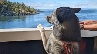 My Husky Rides on a GIANT Ferry Boat (But was Jess Scared?)