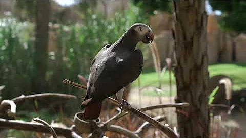 Switzerland AMAZING Beautiful Nature with Soothing Relaxing Music, 4k Ultra HD by Tim Janis]