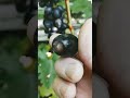 55-5-4. НОМЕРНИК ОТ КАЛУГИНА!!!🍇🍇🍇 Telegram, WhatsApp и Vlber +79528500417. ТЕЛ .+79054033245.