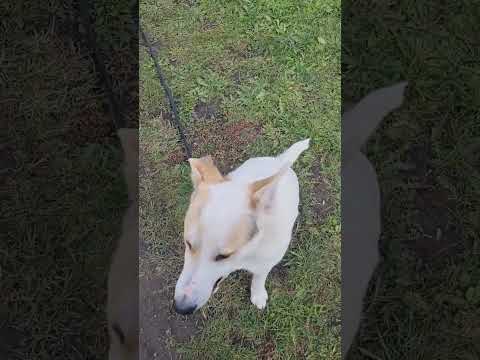 ผลสลากกินแบ่งรัฐบาล วันที่ 1 พย. 2567