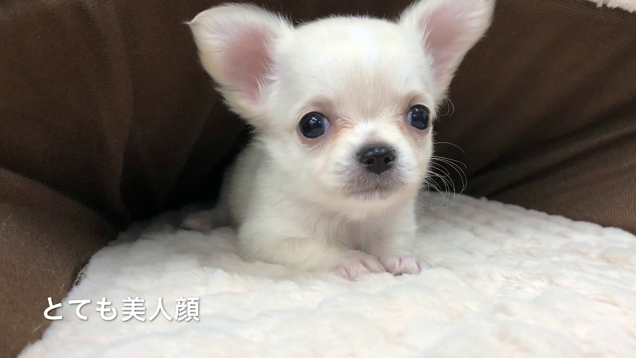 チワワ ブリーダーズ チワワ ロング クリーム 女の子 三重県