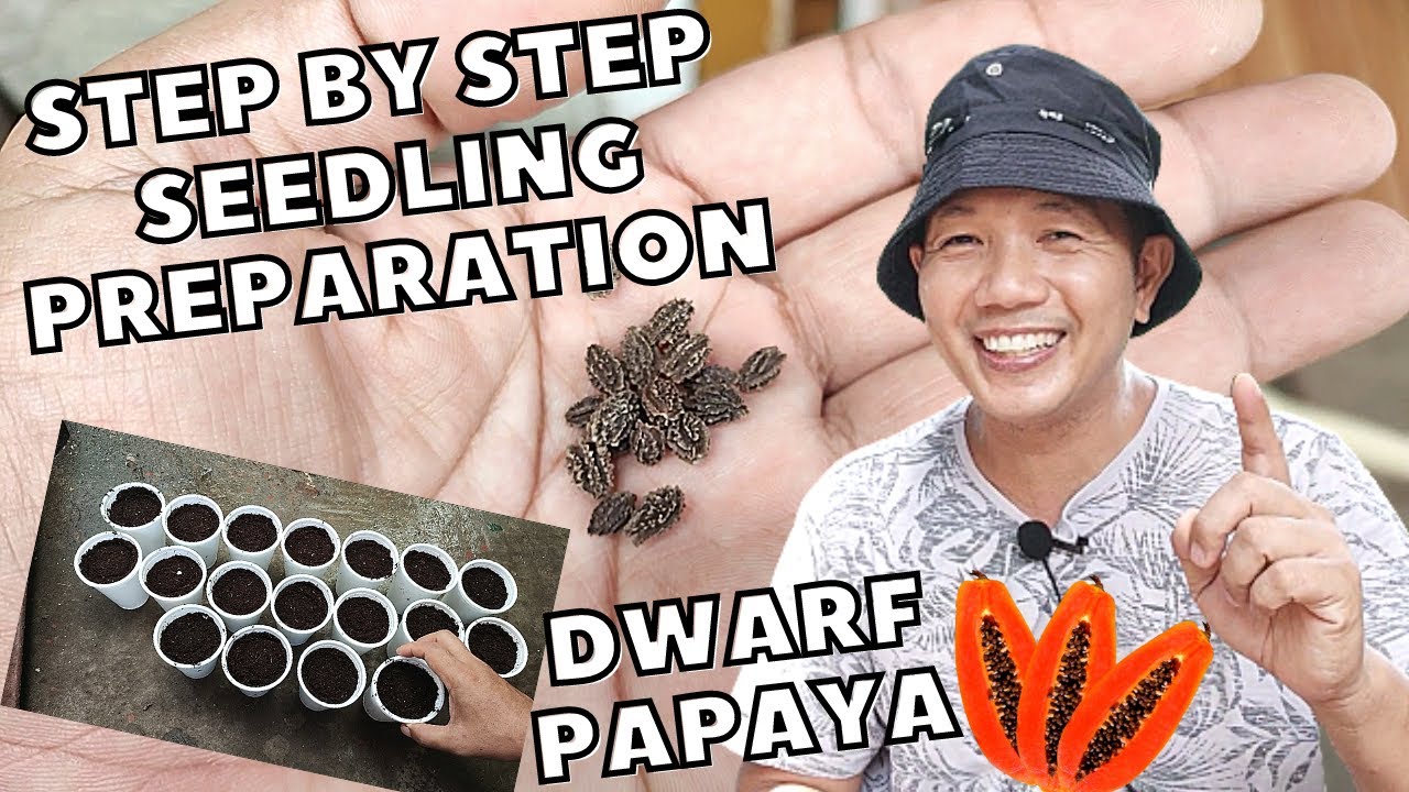 🔴 RED ROYALE F1 PAPAYA SEEDS AND SEEDLING PREPARATION | STEP BY STEP METHOD FOR DWARF PAPAYA