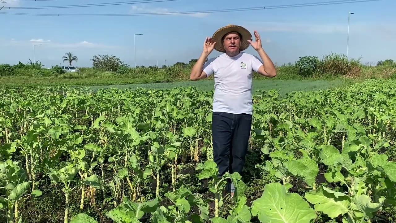 PLANTAÇÃO DE CEBOLINHA E COUVE MANTEIGA PARA MUDAS