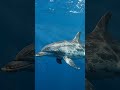 Risso's Dolphins Carry a Lifetime of Stories on Their Skin 🐬🌊