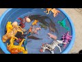 Moving Real Fish and Dinosaurs to a New Pond! 🐟🦖