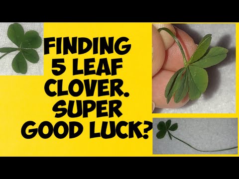 FINDING 5 LEAF CLOVER. SUPER GOOD LUCK?