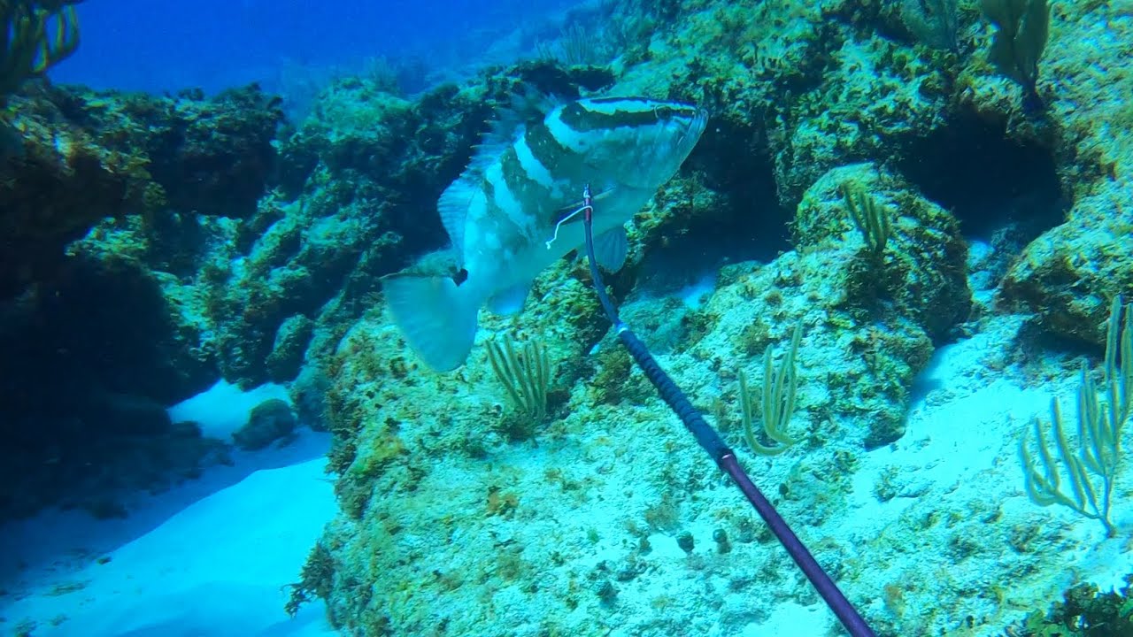 Bahamas Spearfishing Compilation Part 8
