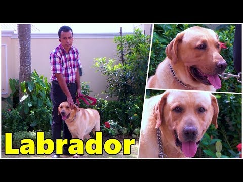 Labrador Dog