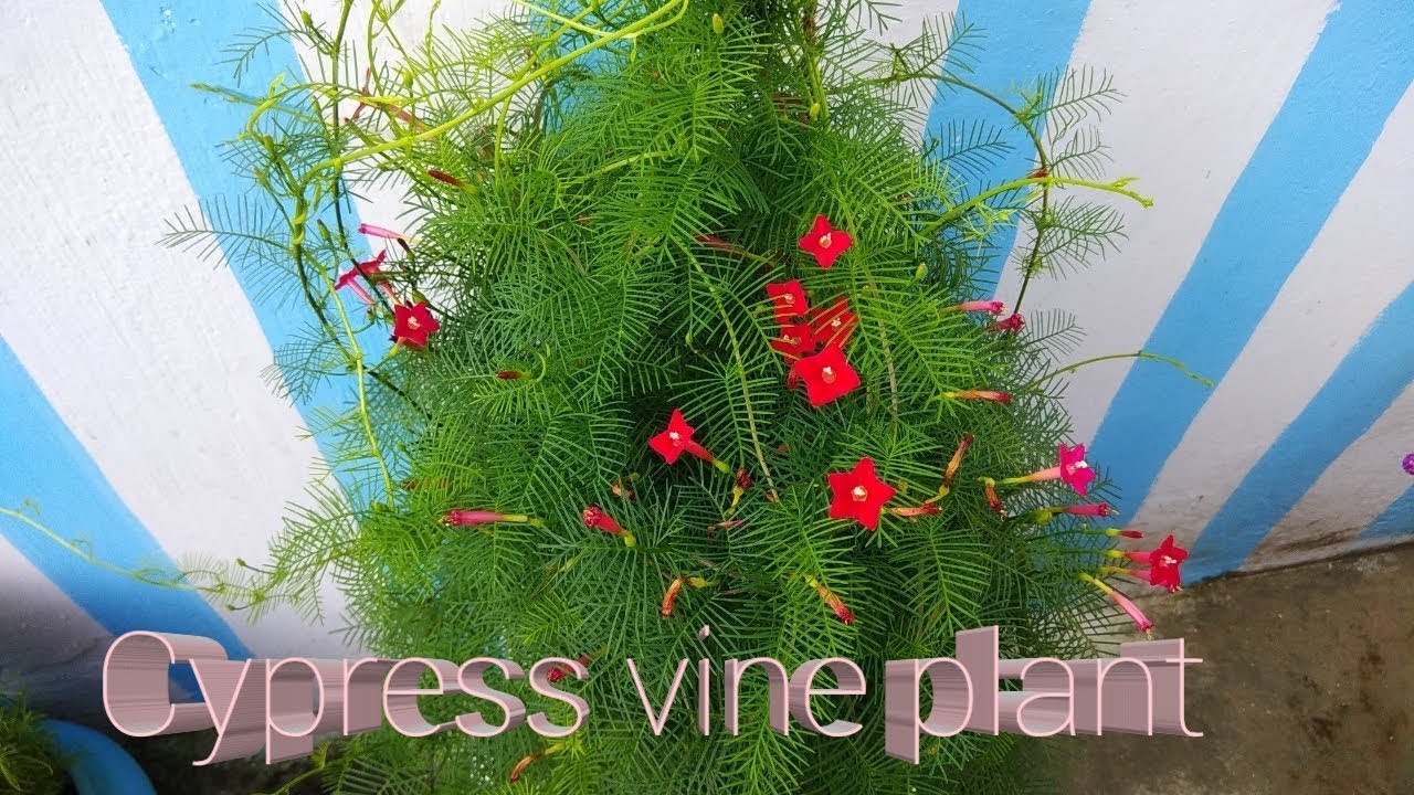 How to Grow & Care Cypress Vine Plant / Hummingbird Plant / Ganesh vel /Star Glory Plant YouTube