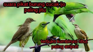 suara pikat burung cucak ijo ribut