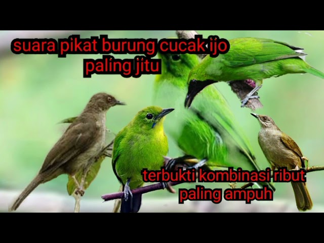 suara pikat burung cucak ijo ribut class=