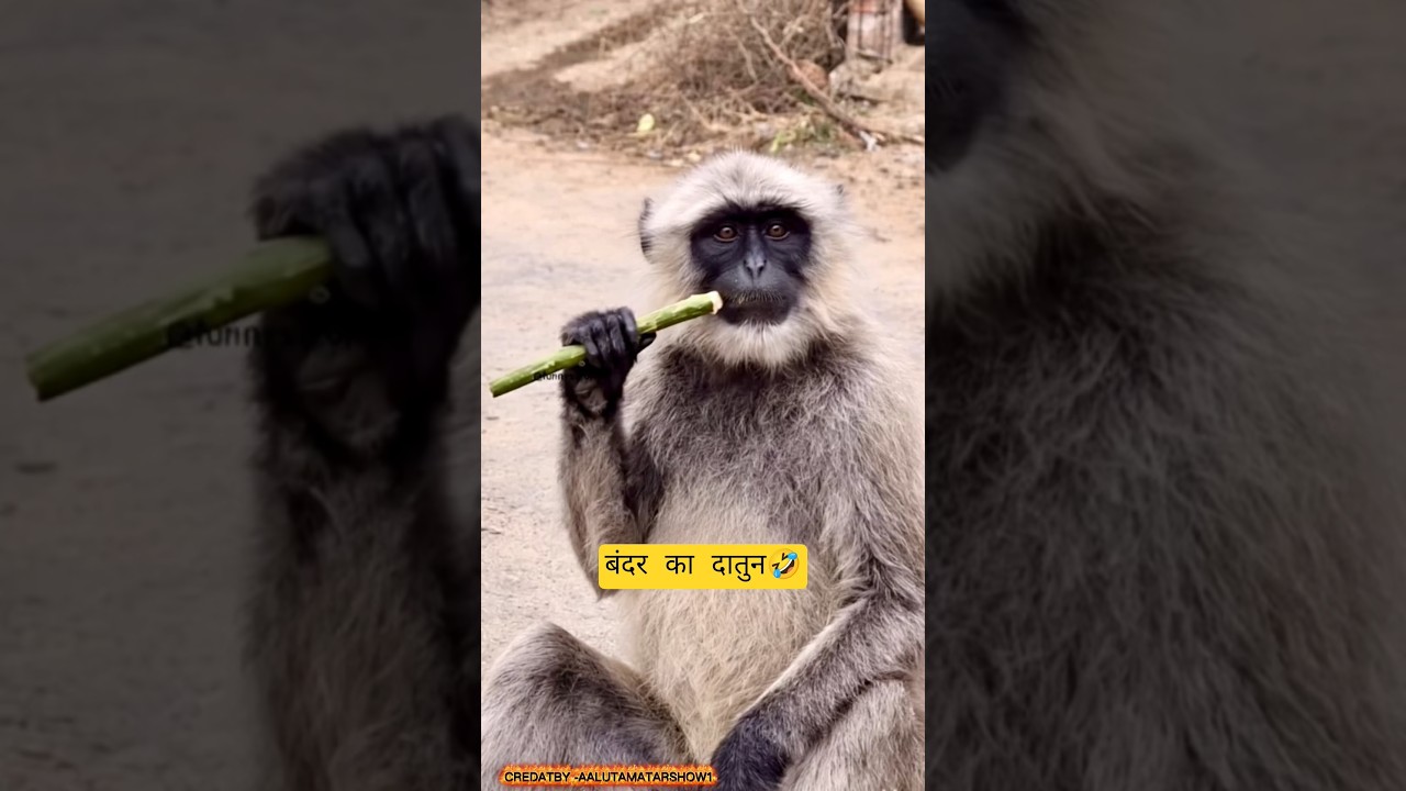 बंदर का दातुन 🤣