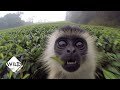 Dangerous trip colobus monkeys risk it all for a bite  wild to know